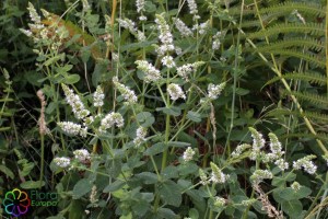 mentha longifolia